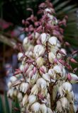 Yucca aloifolia