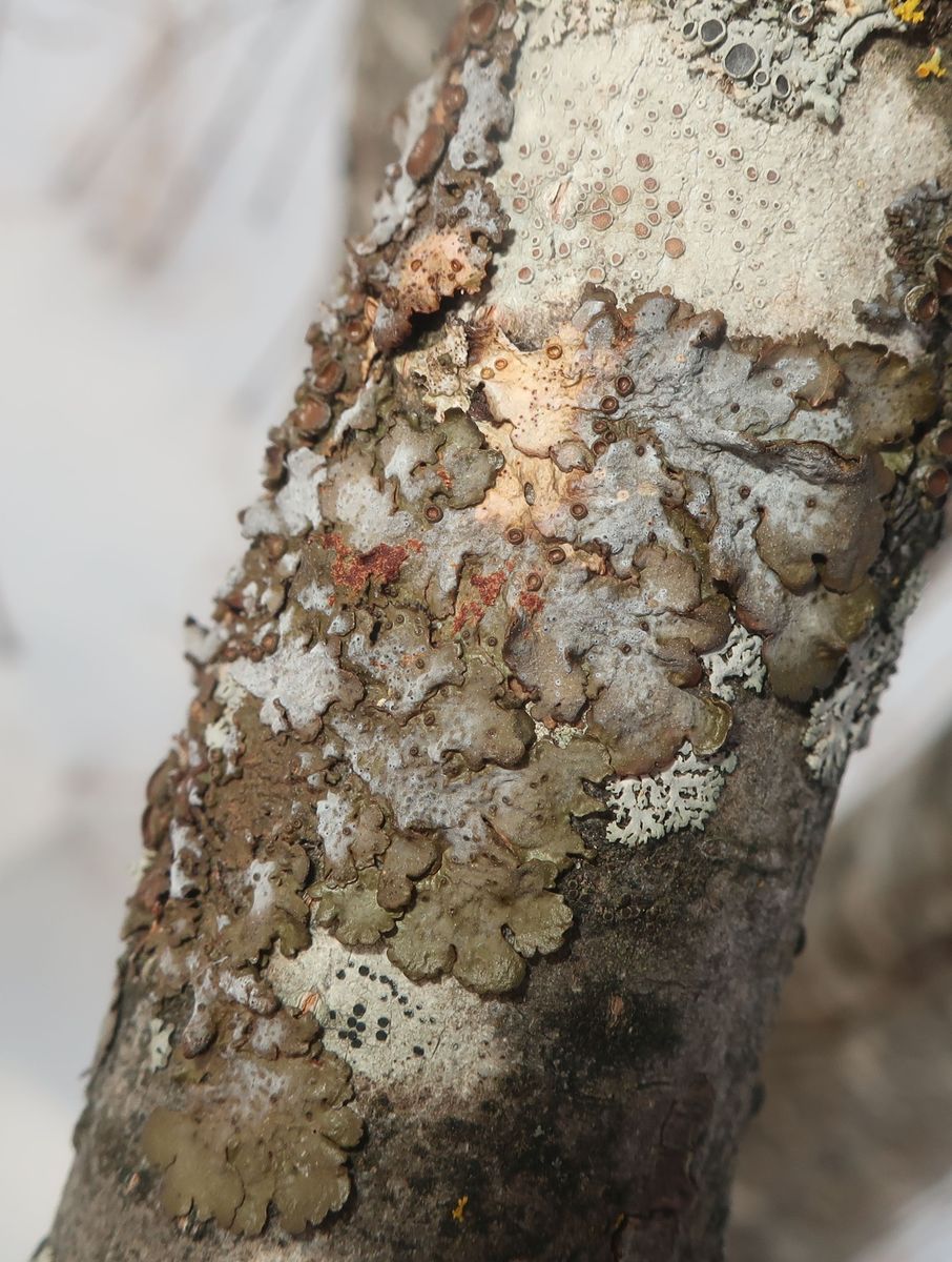 Image of class Lecanoromycetes specimen.
