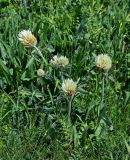 Trifolium trichocephalum. Цветущие растения. Армения, обл. Гегаркуник, берег оз. Севан, гора Артаниш, ≈ 2200 м н.у.м., луговой склон. 23.06.2022.