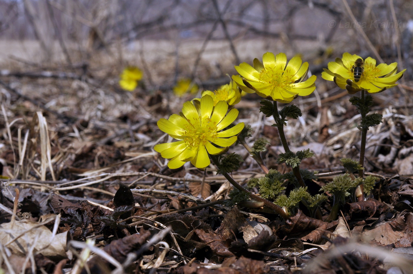 Изображение особи Adonis amurensis.