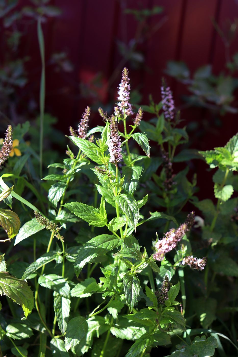 Image of Mentha × piperita specimen.