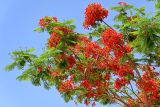 Delonix regia