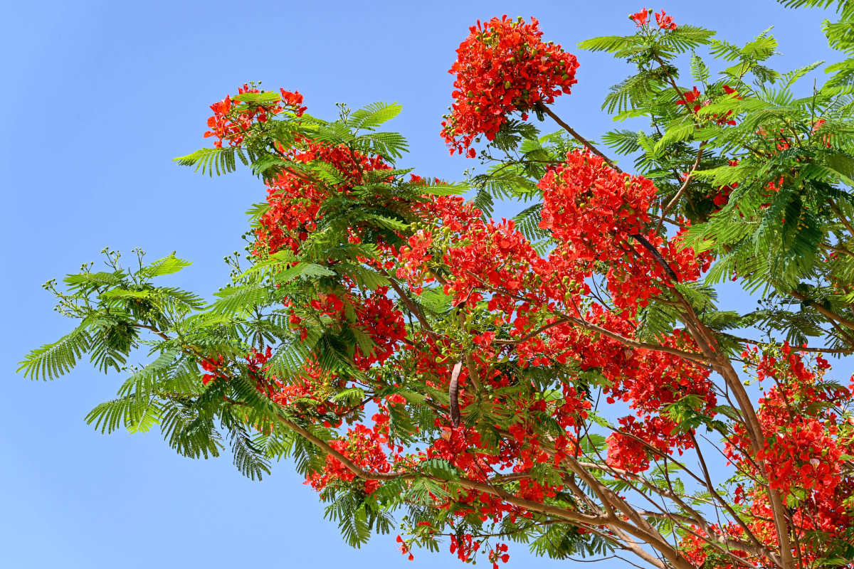 Изображение особи Delonix regia.