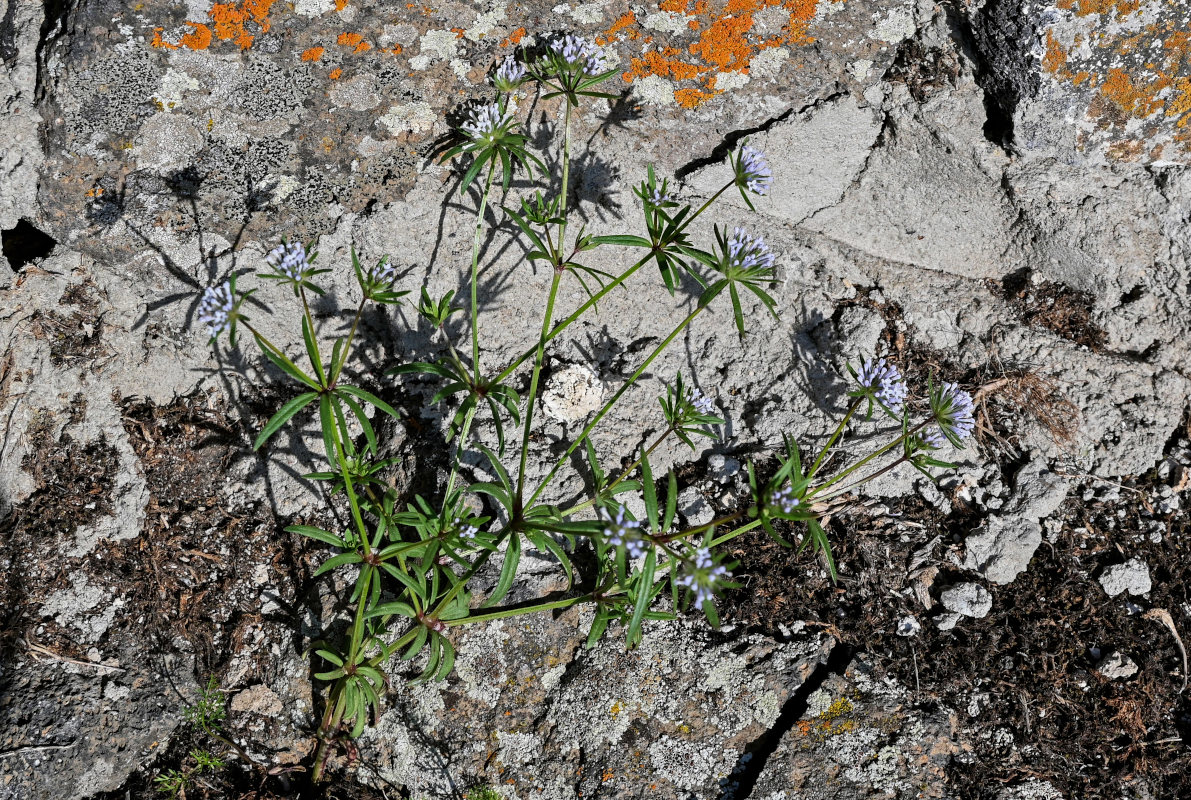 Image of Asperula arvensis specimen.