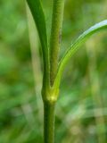 Succisa pratensis