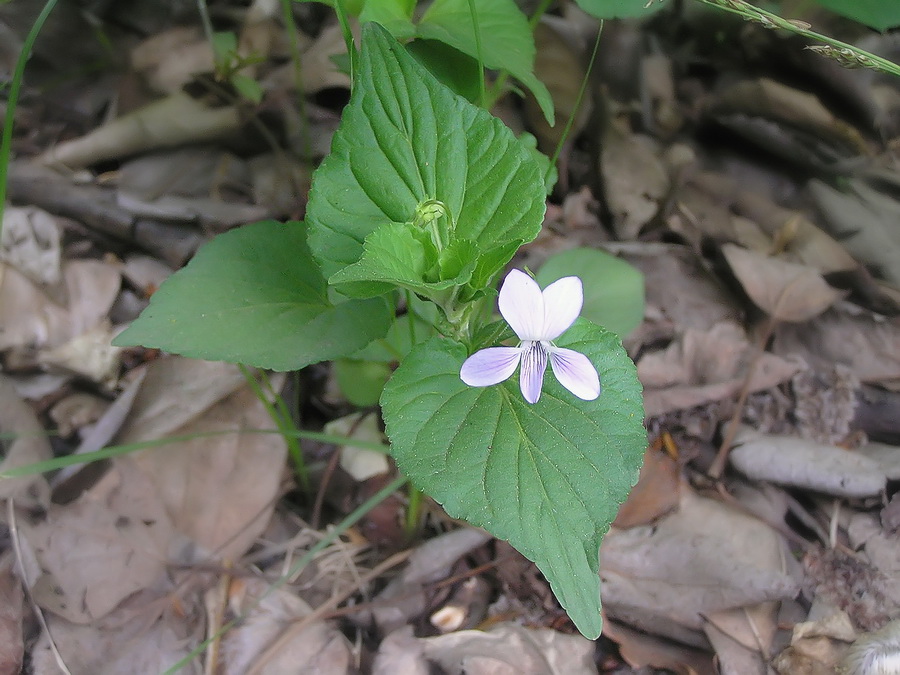 Изображение особи Viola acuminata.