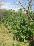 genus Populus. Прикорневые побеги. Болгария, Бургасская обл., г. Несебр, природный заказник \"Песчаные дюны\", закреплённая дюна. 15.09.2021.