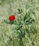 Glaucium corniculatum. Цветущее и плодоносящее растения в сообществе однолетних злаков. Луганская народная республика, г. Луганск, окр. пос. Вергунский Разъезд, степная балка. 26.05.2022.