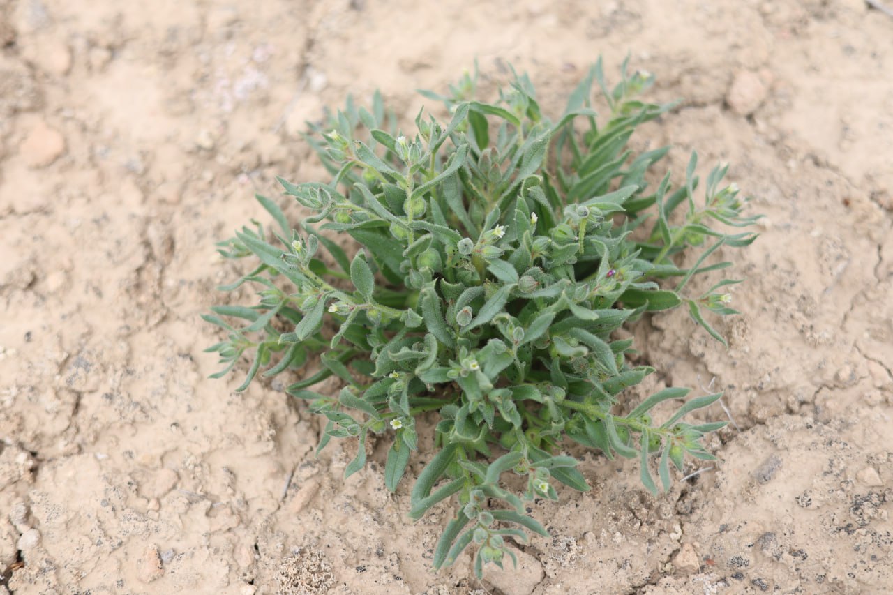 Image of Nonea caspica specimen.