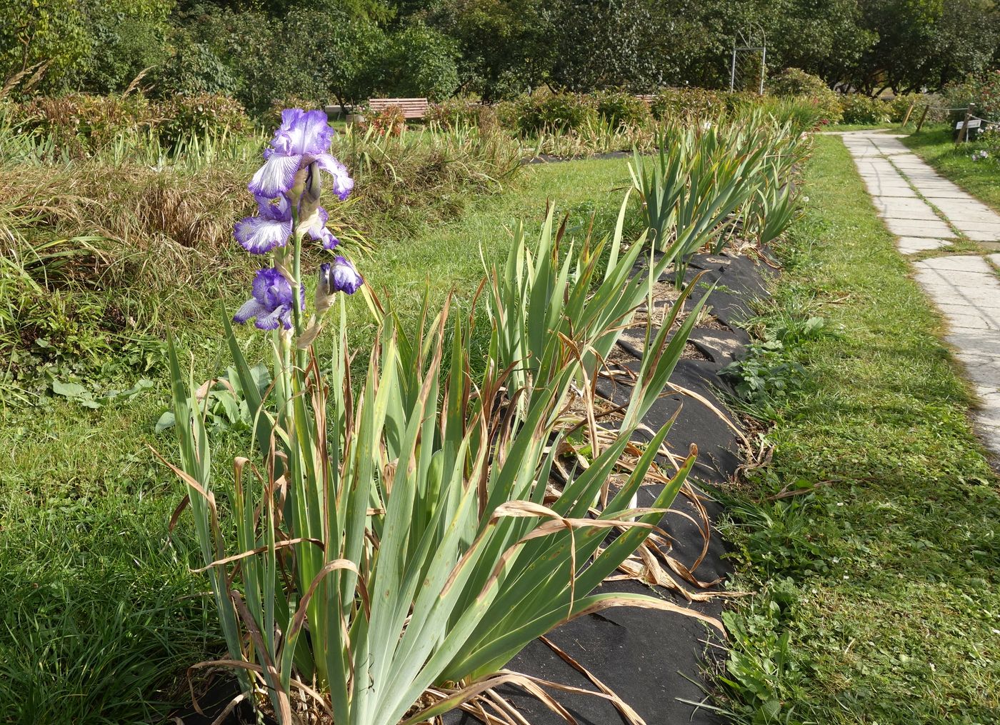 Image of Iris &times; hybrida specimen.