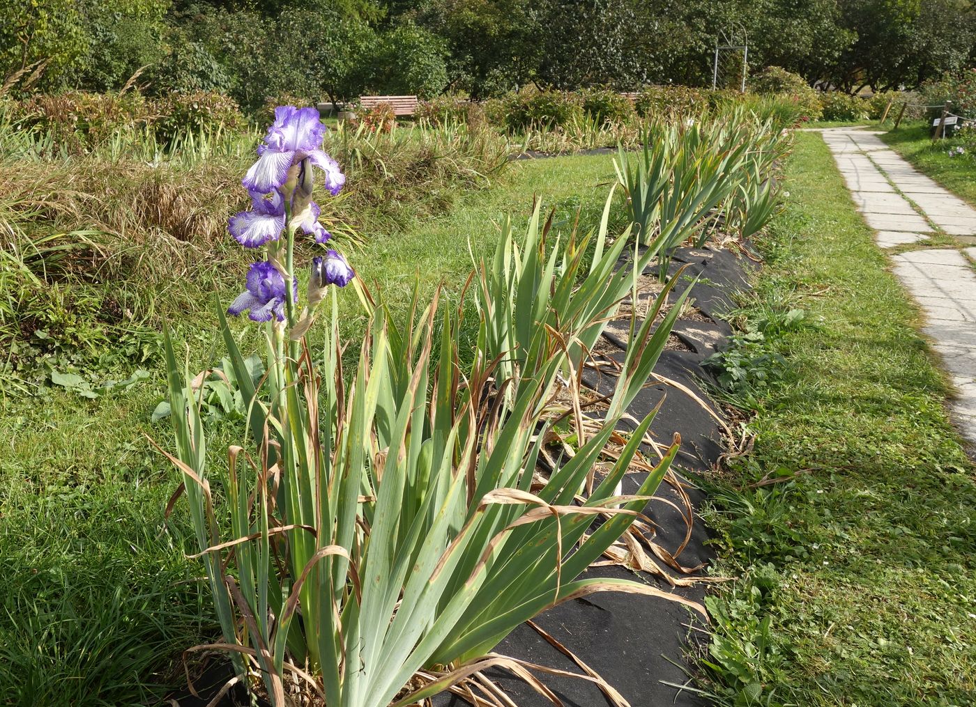 Изображение особи Iris &times; hybrida.