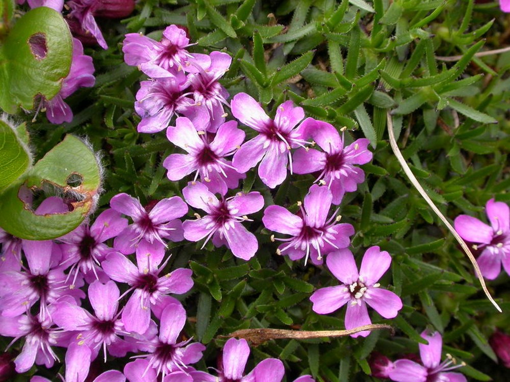 Image of Silene acaulis specimen.