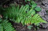 Dryopteris crassirhizoma. Вайя (рядом виден побег Pilea). Приморье, Хасанский р-н, Кравцовские водопады, опушка широколиственного леса, у подножия скалы. 01.08.2021.