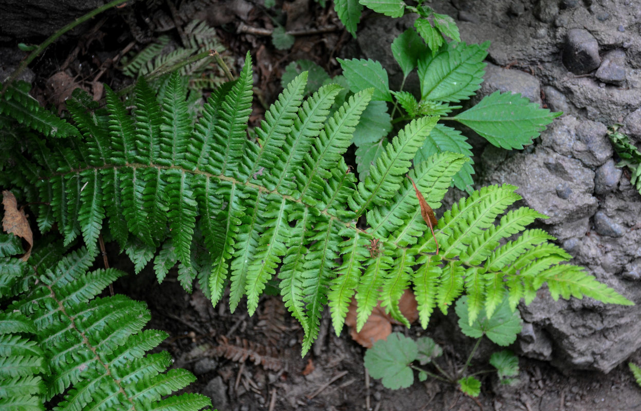 Изображение особи Dryopteris crassirhizoma.