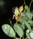 Lespedeza bicolor