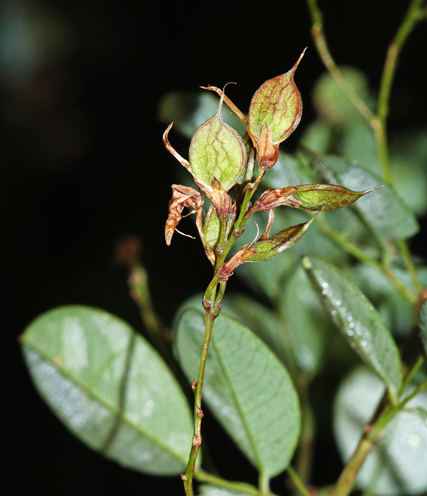 Image of Lespedeza bicolor specimen.