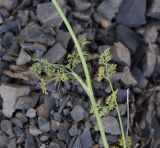 Astrodaucus orientalis. Средняя часть побега. Чечня, Шаройский р-н, левый борт долины р. Шикаройакх, ниже селения Шикарой, каменистый склон. 8 августа 2023 г.