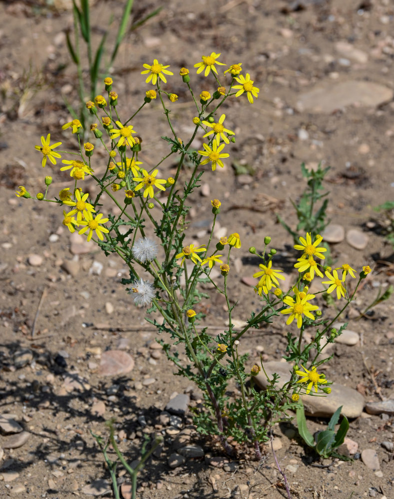 Image of Senecio vernalis specimen.