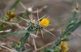 Centaurea solstitialis