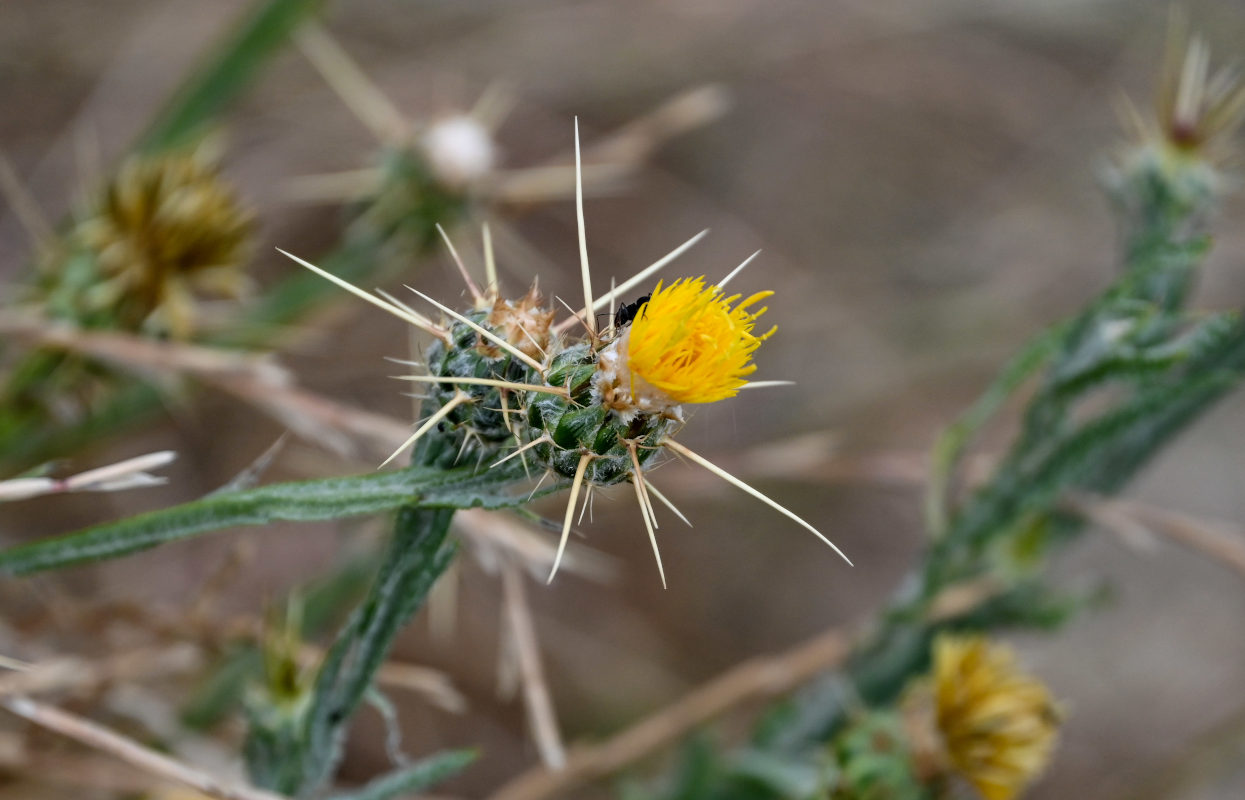 Image of Centaurea solstitialis specimen.