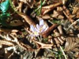 Colchicum umbrosum