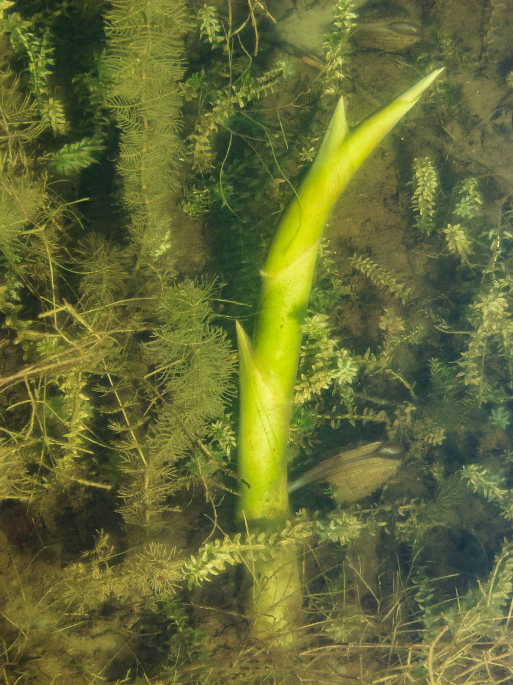 Image of Phragmites australis specimen.