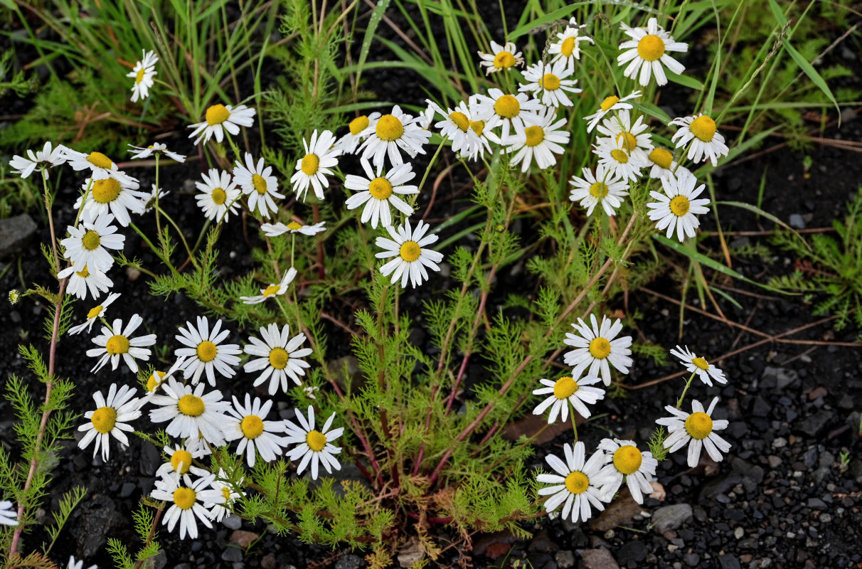 Image of Tripleurospermum subpolare specimen.