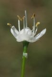 Image of taxon representative. Author is Владимир Эпиктетов