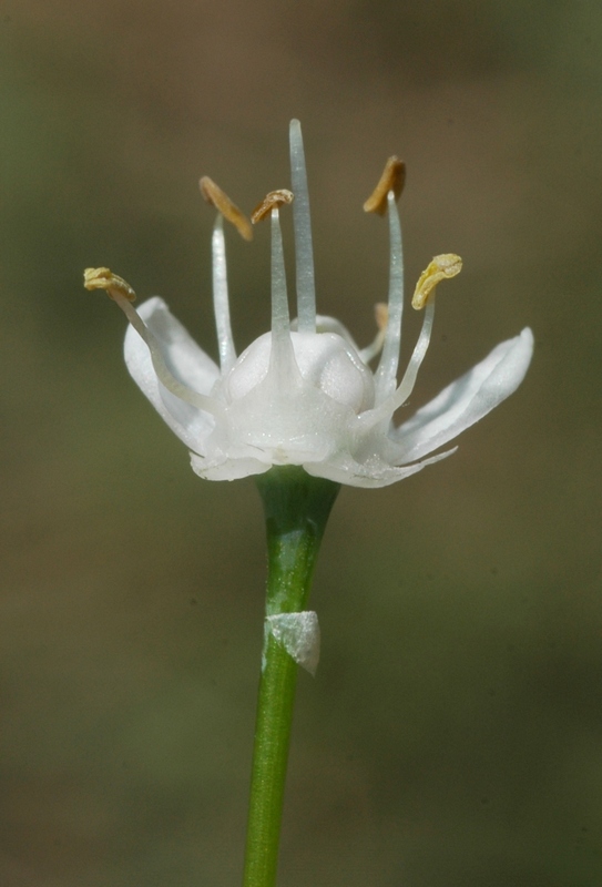 Image of Allium pskemense specimen.