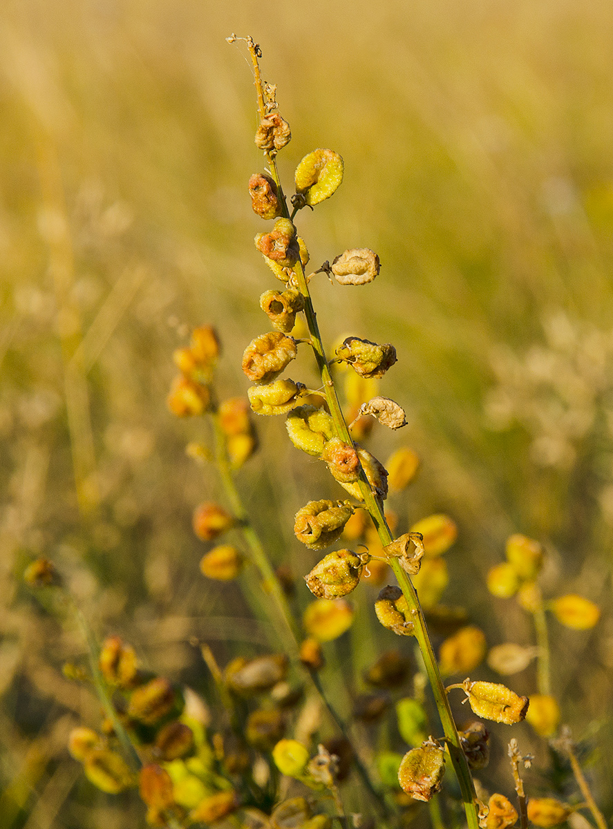 Изображение особи Reseda lutea.