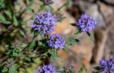 Ziziphora clinopodioides
