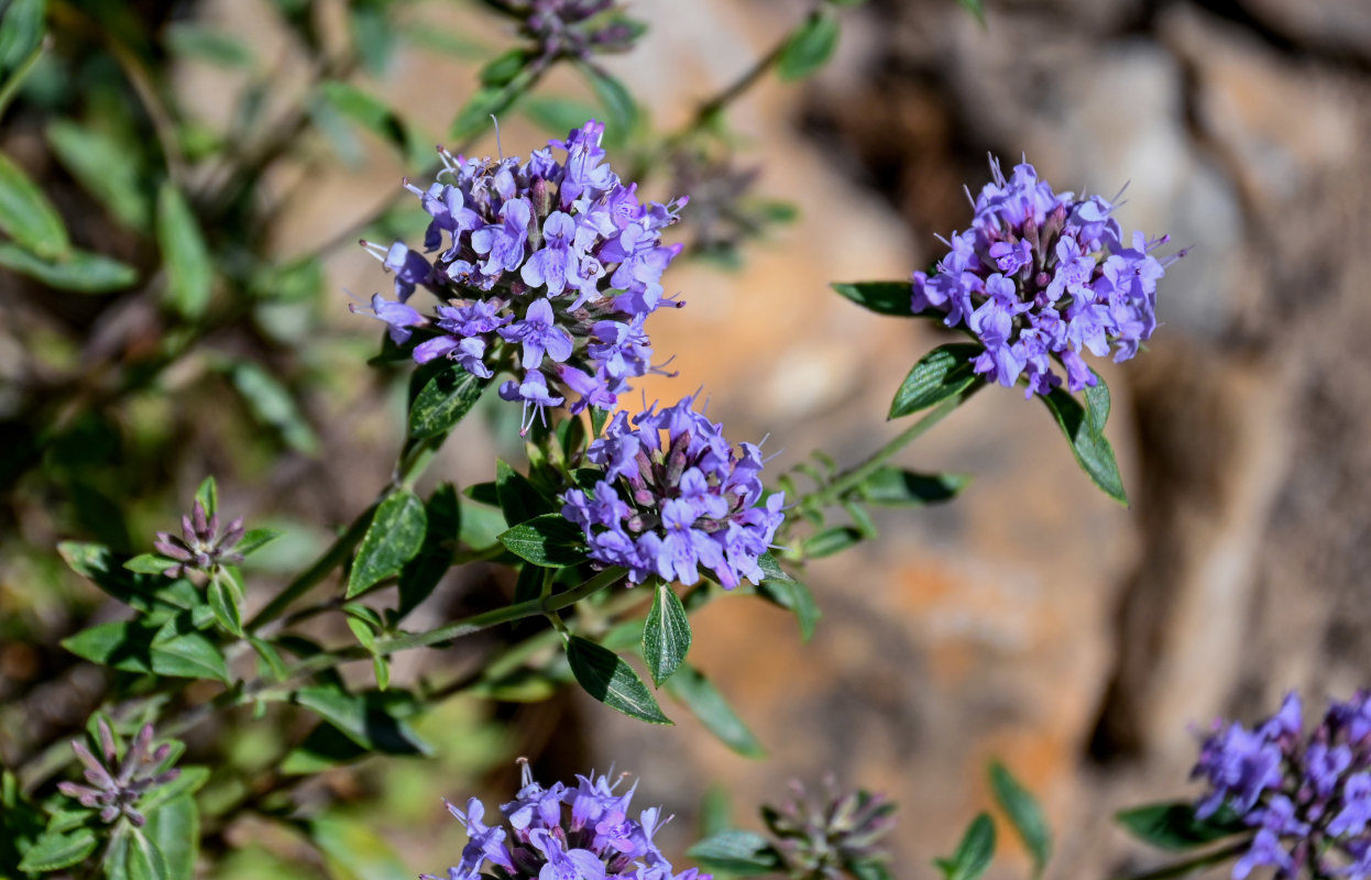 Image of Ziziphora clinopodioides specimen.