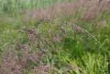 Calamagrostis canescens. Соцветие. Ульяновская обл., Мелекесский р-н, окр. с. Куликовка, заросшее озерцо среди поля. 10.06.2023.