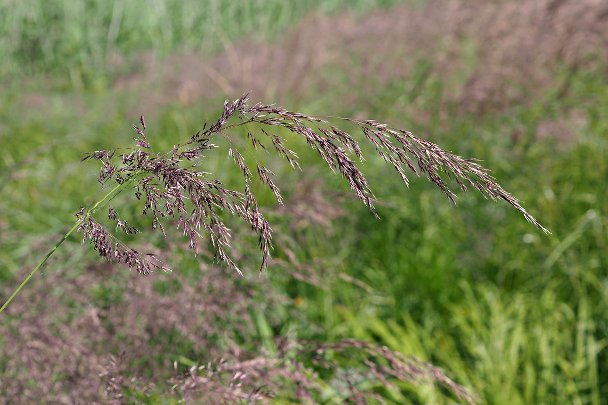 Image of Calamagrostis canescens specimen.