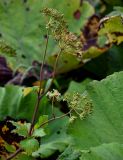 Ligusticum scoticum. Верхушка побега с соцветием и соплодиями (на фоне листьев Petasites amplus). Сахалин, Корсаковский гор. округ, окр. с. Новиково, подножие лугового склона. 15.08.2022.