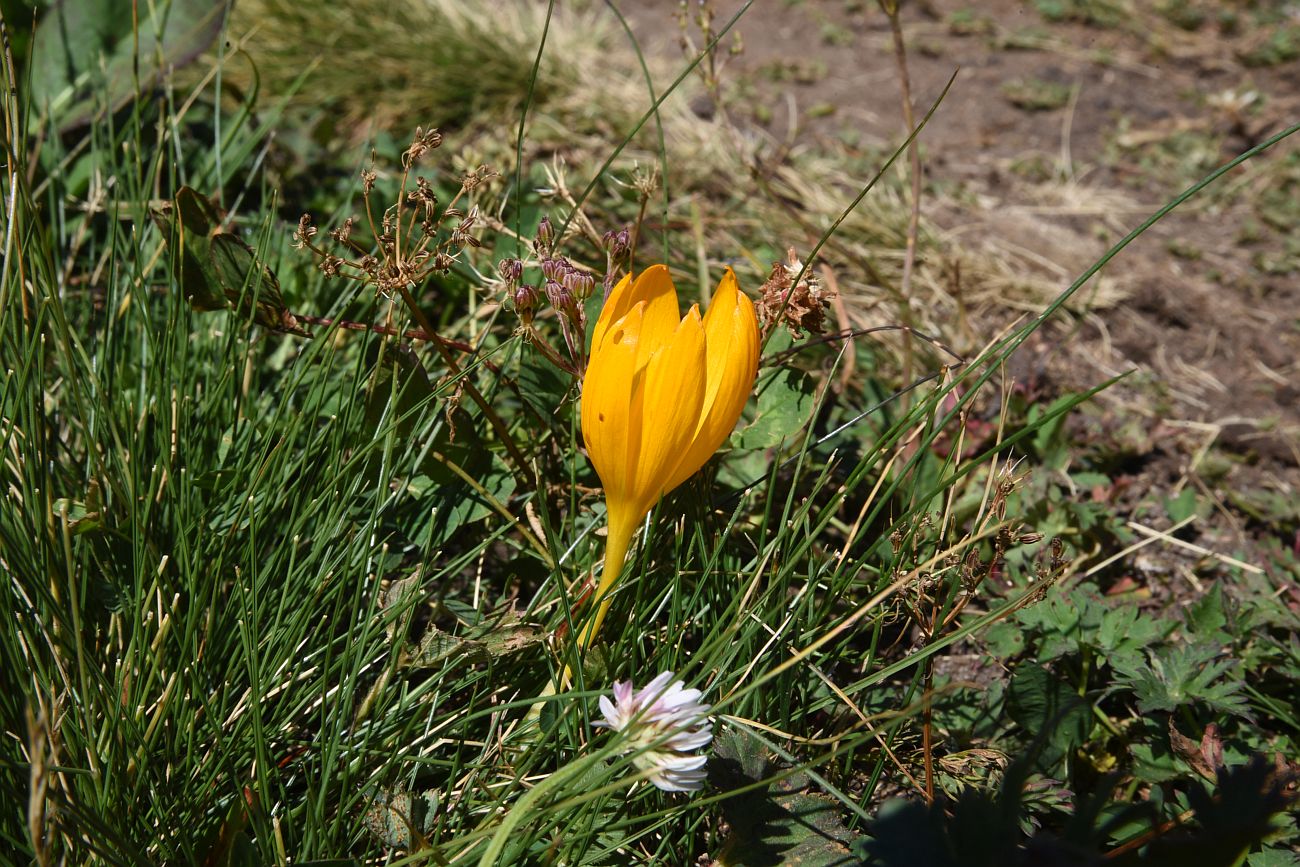 Изображение особи Crocus scharojanii.