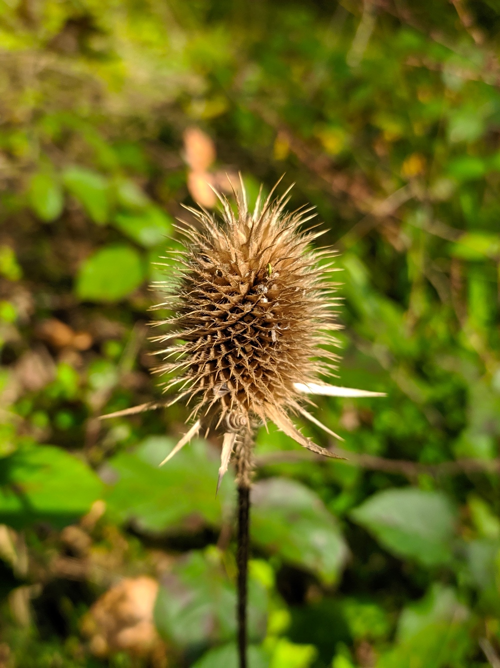 Изображение особи Dipsacus laciniatus.