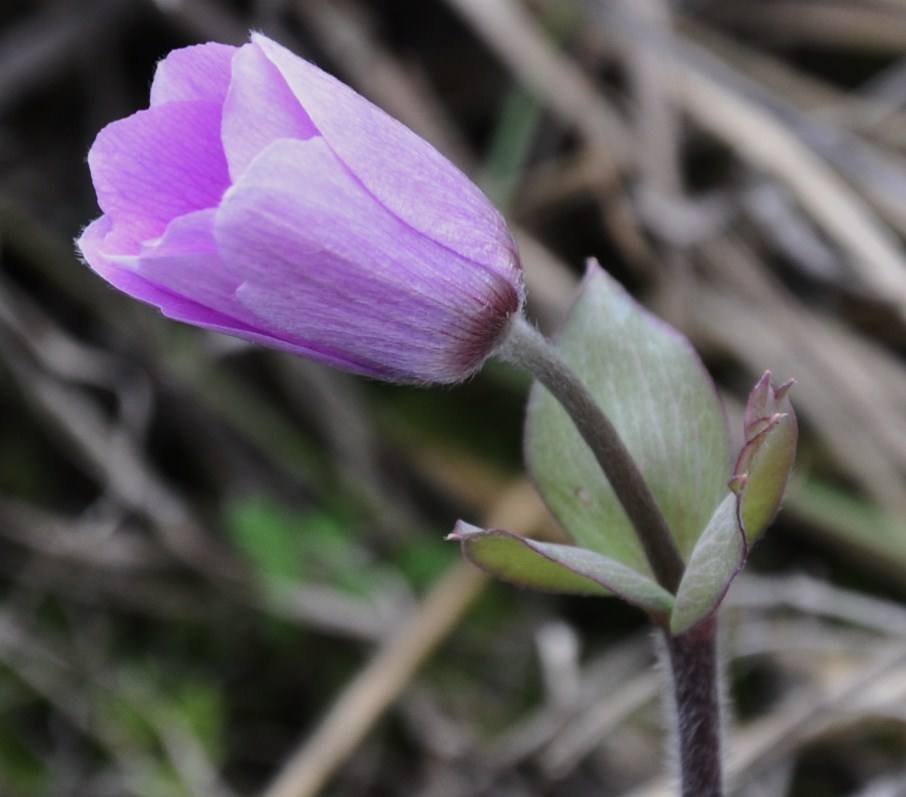 Изображение особи Anemone hortensis.