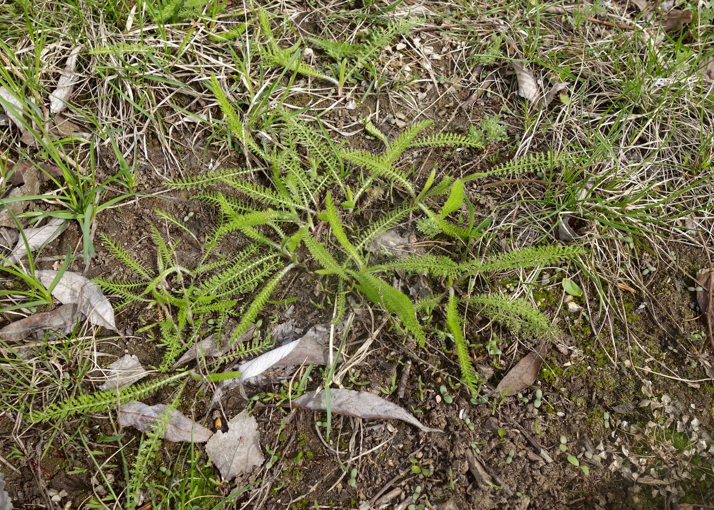 Image of genus Achillea specimen.