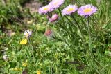 Erigeron venustus. Цветущие растения. Чечня, Шаройский р-н, Снеговой хр., 2,5 км от пер. Цумандинский, выс. 2650 м н.у.м., луг. 25 июня 2024 г.