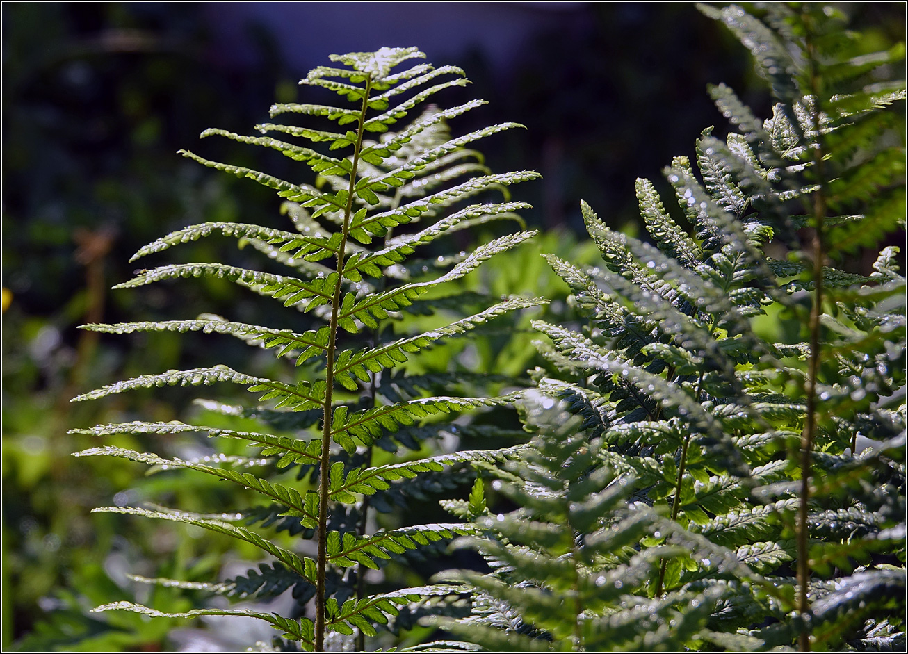 Image of Dryopteris filix-mas specimen.