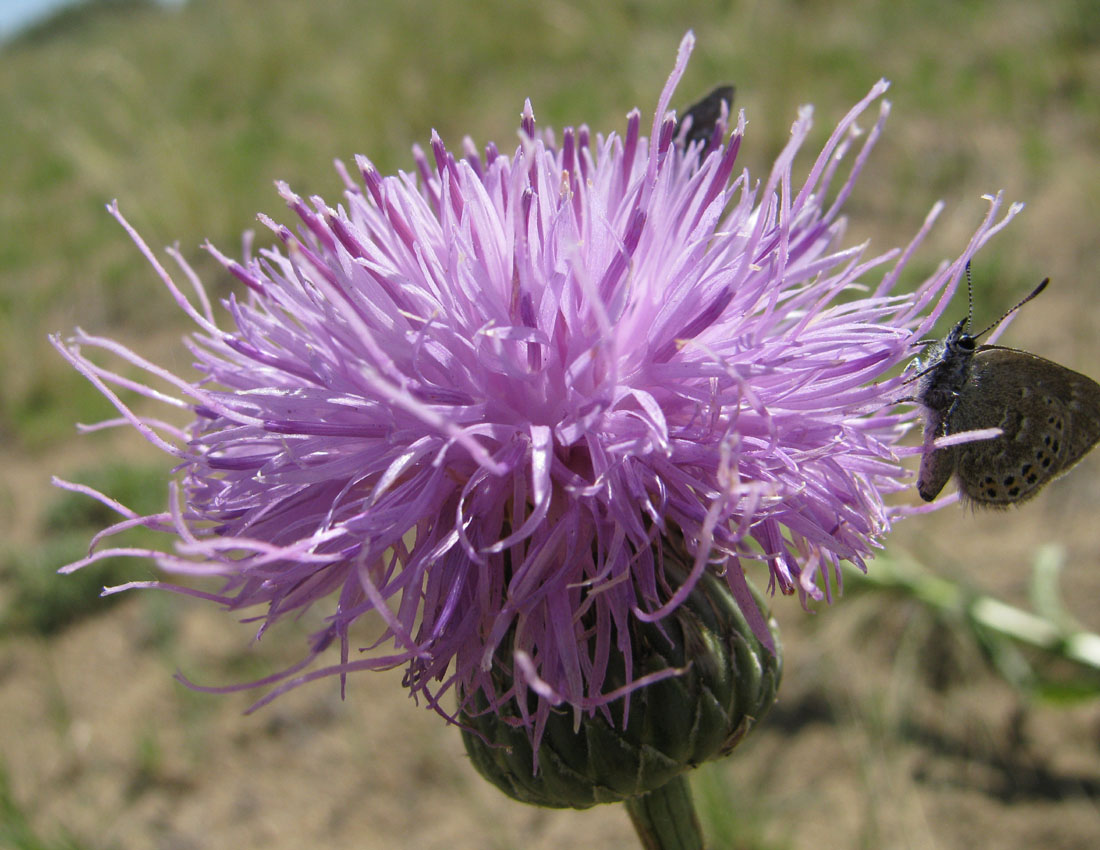 Image of Klasea centauroides specimen.