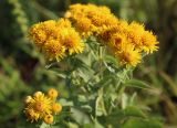 Inula germanica