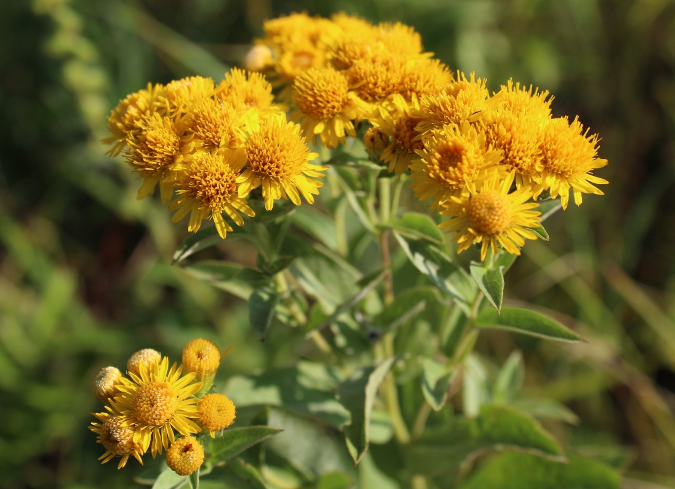 Image of Inula germanica specimen.