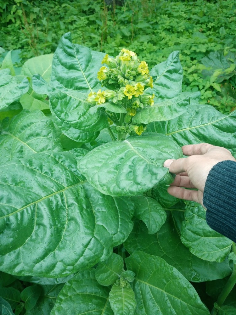 Image of Nicotiana rustica specimen.