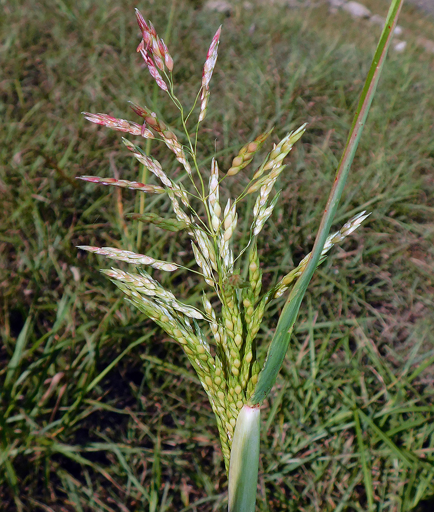 Image of Sorghum halepense specimen.