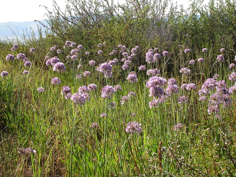 Изображение особи Allium senescens.