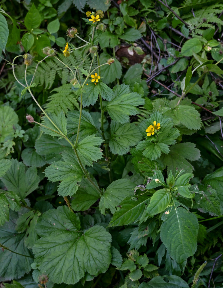 Image of Geum macrophyllum specimen.