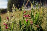 Lathyrus sylvestris. Верхушки цветущих побегов. Тульская обл., Дубенский р-н, окр. дер. Ивановка, суходольный луг на склоне долины р. Дубна. 10.07.2008.