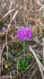 Primula fistulosa